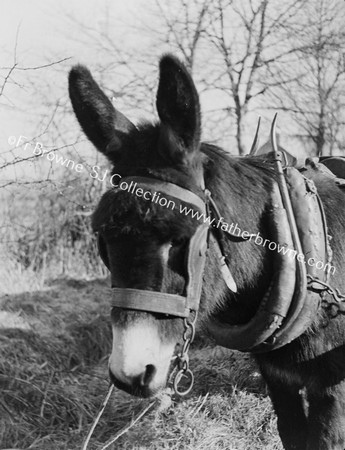 PORTRAIT OF DONKEY